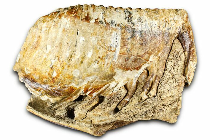 Fossil Woolly Mammoth Partial Lower Jaw with M - North Sea #370405